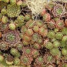 Top-Quality 25 MIXED HENS & CHICKS Chickens Succulent Live Forever Sempervivum Flower Seeds