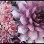 Top-Quality 25 MIXED HENS & CHICKS Chickens Succulent Live Forever Sempervivum Flower Seeds