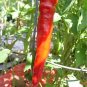 New Arrival 25 JIMMY NARDELLO PEPPER Sweet Red Italian Capsicum Annuum Vegetable Seeds