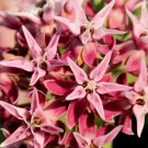 Best-Selling 50 SHOWY (Greek) MILKWEED Asclepias Speciosa Flower Seeds