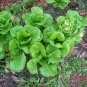 Limited Edition 2000 BIBB LETTUCE (Limestone Lettuce) Lactuca Sativa Vegetable Seeds