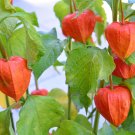 New Arrival 100 CHINESE LANTERN Winter Ground Cherry Japanese Physalis Alkekengi Flower Seed New Arrival 100 CHINESE LANTERN Winter Ground Cherry Japanese Physalis Alkekengi Flower Seed