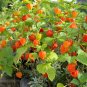 New Arrival 100 CHINESE LANTERN Winter Ground Cherry Japanese Physalis Alkekengi Flower Seed
