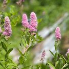 Best-Selling 50 Pink STEEPLEBUSH Hardhack Meadowsweet Spirea Spiraea Tomentosa Shrub Seeds Best-Selling 50 Pink STEEPLEBUSH Hardhack Meadowsweet Spirea Spiraea Tomentosa Shrub Seeds