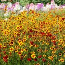 New Arrival 1000 GOLDEN WAVE COREOPSIS (Goldenmane Tickseed) Coreopsis Basalis Flower Seeds New Arrival 1000 GOLDEN WAVE COREOPSIS (Goldenmane Tickseed) Coreopsis Basalis Flower Seeds