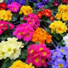 Premium 50 MIXED ENGLISH PRIMROSE Primula Vulgaris Acaulis Shade Houseplant Flower Seeds
