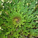 Best-Selling Live RESURRECTION PLANT Rose of Jericho Dinosaur Fern Miracle Air Houseplant Best-Selling Live RESURRECTION PLANT Rose of Jericho Dinosaur Fern Miracle Air Houseplant
