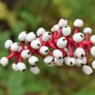 New Arrival 10 DOLL'S EYES Flower White Baneberry Cohosh Actaea Pachypoda Alba Seeds New Arrival 10 DOLL'S EYES Flower White Baneberry Cohosh Actaea Pachypoda Alba Seeds