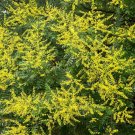 Exclusive 10 DWARF GOLDEN RAIN TREE Koelreuteria Paniculata Nana Yellow Flower Seeds Exclusive 10 DWARF GOLDEN RAIN TREE Koelreuteria Paniculata Nana Yellow Flower Seeds