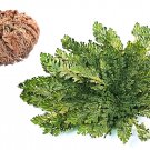 Limited Edition SMALL Live RESURRECTION PLANT Rose of Jericho Dinosaur Fern Miracle Flat Ship Limited Edition SMALL Live RESURRECTION PLANT Rose of Jericho Dinosaur Fern Miracle Flat Ship