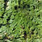 Limited Edition SMALL Live RESURRECTION PLANT Rose of Jericho Dinosaur Fern Miracle Flat Ship