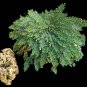 Limited Edition SMALL Live RESURRECTION PLANT Rose of Jericho Dinosaur Fern Miracle Flat Ship