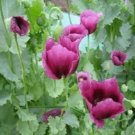 Exclusive 1000 LAVENDER POPPY Purple Papaver Flower Seeds Exclusive 1000 LAVENDER POPPY Purple Papaver Flower Seeds