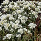 Exclusive 100 White SWEET EVERLASTING Gnaphalium Obtusifolium Butterfly Flower Herb Seeds