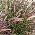 Premium 25 PURPLE FOUNTAIN GRASS Ornamental Pennisetum Setaceum Dark Burgundy Flower See Premium 25 PURPLE FOUNTAIN GRASS Ornamental Pennisetum Setaceum Dark Burgundy Flower See