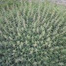 Top-Quality 200 STINGING NETTLE Urtica Dioica (Common, California, Bull Nettle) Flower Seeds Top-Quality 200 STINGING NETTLE Urtica Dioica (Common, California, Bull Nettle) Flower Seeds