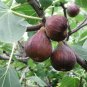 Limited Edition 30 COMMON Edible FIG TREE Ficus Carica Purple Brown Skin Pink Flesh Fruit Seeds