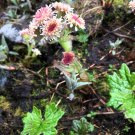 Limited Edition 100 ARCTIC SWEET COLTSFOOT Petasites Frigidus Sun Shade Moist Flower Herb Seeds Limited Edition 100 ARCTIC SWEET COLTSFOOT Petasites Frigidus Sun Shade Moist Flower Herb Seeds