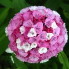 New Arrival 100 WEE Willie Dwarf SWEET WILLIAM Mixed Colors Dianthus Barbatus Flower Seeds