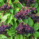 New Arrival 25 American ELDERBERRY FRUIT BUSH Shrub Tree Sambucus Nigra Seeds New Arrival 25 American ELDERBERRY FRUIT BUSH Shrub Tree Sambucus Nigra Seeds
