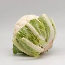 Exclusive 250 SNOWBALL SELFBLANCHING CAULIFLOWER White Brassica Oleracea Vegetable Seeds Exclusive 250 SNOWBALL SELFBLANCHING CAULIFLOWER White Brassica Oleracea Vegetable Seeds