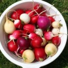 New Arrival 500 Mixed Colors EASTER EGG RADISH Raphanus Sativus Vegetable Seeds New Arrival 500 Mixed Colors EASTER EGG RADISH Raphanus Sativus Vegetable Seeds
