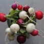New Arrival 500 Mixed Colors EASTER EGG RADISH Raphanus Sativus Vegetable Seeds