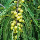 Premium 10 INDIAN GOOSEBERRY Phyllanthus Emblica Emblic Edible Fruit Tree Seeds Premium 10 INDIAN GOOSEBERRY Phyllanthus Emblica Emblic Edible Fruit Tree Seeds