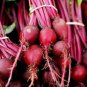 Exclusive 250 EARLY WONDER BEET Beta Vulgaris Vegetable Seeds