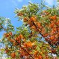 Premium 35 SILKY OAK TREE Orange Flower Southern Silver Oak Grevillea Robusta Seeds