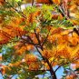 Premium 35 SILKY OAK TREE Orange Flower Southern Silver Oak Grevillea Robusta Seeds