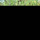 Top-Quality 10 Flowering DRUMSTICK TREE Moringa Oleifera Seeds (Miracle Tree / Ben Oil Tree) Top-Quality 10 Flowering DRUMSTICK TREE Moringa Oleifera Seeds (Miracle Tree / Ben Oil Tree)