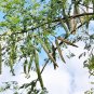 Top-Quality 10 Flowering DRUMSTICK TREE Moringa Oleifera Seeds (Miracle Tree / Ben Oil Tree)