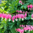 New Arrival 10 BLEEDING HEART - PINK Old Fashioned Dicentra Formosa Shade Flower Seeds