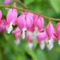 New Arrival 10 BLEEDING HEART - PINK Old Fashioned Dicentra Formosa Shade Flower Seeds