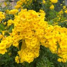 Top-Quality 10 TECOMA STANS Yellow Bells Trumpetbush Elder Esperanza Flower Shrub Seeds