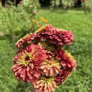 Best-Selling 25 RED LIME QUEENY ZINNIA Elegans Green Queen Flower Seeds