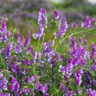 New Arrival 100 HAIRY CROWN VETCH (Russian Vetch) Vicia Villosa Flower Vine Seeds