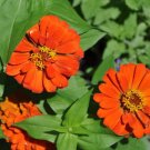 Best-Selling 250 ORANGE CLASSIC ZINNIA Elegans (Narrow Leaf / Creeping Zinnia) Flower Seeds Best-Selling 250 ORANGE CLASSIC ZINNIA Elegans (Narrow Leaf / Creeping Zinnia) Flower Seeds