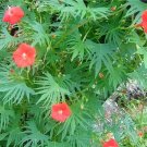 Limited Edition 30 CARDINAL CLIMBER VINE Ipomea Quamoclit Red Flower Seeds