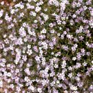 Limited Edition 50 Light Pink TUNIC FLOWER Coat Flower Petrorhagia Saxifraga Saxifrage Seeds Limited Edition 50 Light Pink TUNIC FLOWER Coat Flower Petrorhagia Saxifraga Saxifrage Seeds