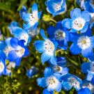 New Arrival 250 BABY BLUE EYES Nemophila Menziesii Fragrant Butterfly Flower Seeds New Arrival 250 BABY BLUE EYES Nemophila Menziesii Fragrant Butterfly Flower Seeds