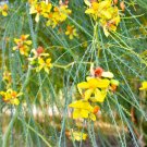 New Arrival 25 JERUSALEM THORN TREE Palo Verde Parkinsonia Aculeata Yellow Red Shrub Seeds New Arrival 25 JERUSALEM THORN TREE Palo Verde Parkinsonia Aculeata Yellow Red Shrub Seeds