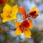 New Arrival 25 JERUSALEM THORN TREE Palo Verde Parkinsonia Aculeata Yellow Red Shrub Seeds