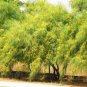 New Arrival 25 JERUSALEM THORN TREE Palo Verde Parkinsonia Aculeata Yellow Red Shrub Seeds