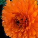 Best-Selling 500 PACIFIC Beauty ORANGE MARIGOLD Calendula Officinalis Flower Seeds Best-Selling 500 PACIFIC Beauty ORANGE MARIGOLD Calendula Officinalis Flower Seeds