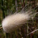 Premium 100 BUNNY TAILS GRASS (Hares Tail) Ornamental Lagurus Ovatus Seeds Premium 100 BUNNY TAILS GRASS (Hares Tail) Ornamental Lagurus Ovatus Seeds