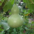 Limited Edition 20 BIRDHOUSE GOURD (Hard Shelled Gourd, Calabash) Lagenaria Siceraria Vine Seeds Limited Edition 20 BIRDHOUSE GOURD (Hard Shelled Gourd, Calabash) Lagenaria Siceraria Vine Seeds