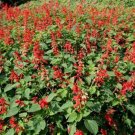 Premium 400 SCARLET SAGE (Lady-In-Red / Red Texas Sage) Salvia Coccinea Flower Seeds Premium 400 SCARLET SAGE (Lady-In-Red / Red Texas Sage) Salvia Coccinea Flower Seeds