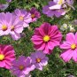 Top-Quality 300 Mixed Colors DWARF COSMOS Bipinnatus Red Pink White Fast Grow Flower Seeds